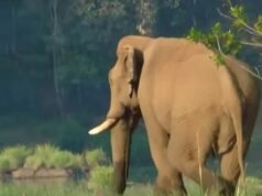 അതിരപ്പിള്ളിയിൽ അവശനിലയിൽ കണ്ടെത്തിയ കാട്ടാന ചരിഞ്ഞു
