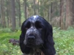 Gosta the narcoleptic cocker spaniel puppy melts hearts after falling asleep mid-play in viral TikTok videos