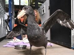H5 bird flu: New six-week awareness blitz as more than 650 outbreaks recorded nationwide