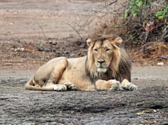 10 lions found dead in Tanzania’s Ngorongoro Reserve, poisoning suspected