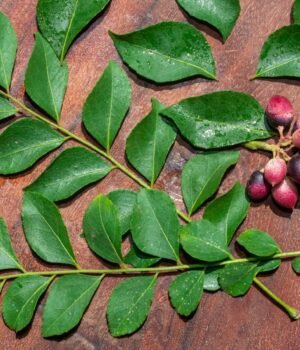 how_to_keep_Curry_leaves_fresh_1790673413583_L39A_1790673413743_SVFs_e7f15283-cb8a-4bde-b5eb-3057ba06ed2b_tJaz.jpeg