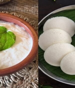 idli_batter_1789211971307_c66d34d3-9b91-4eb1-bfe6-c08187bcd85c_1789211985816_f82117d1-04b7-4eda-9d78-32854742b55c_4f50c833-67b8-4277-b04b-a1b6e2224f01_ee9d754d-428b-47be-9669-2b4ff579f0e9.jpg