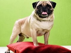 Wife cannot be expected to follow husband like pug in Vodafone ad: Madras High Court