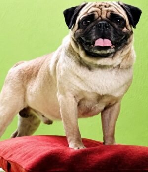madras-high-court-says-wife-need-not-follow-husband-like-dog-in-vodafone-ad-031435905-16x9_0.jpg