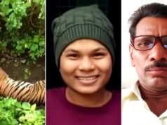 Maharashtra man-eater tigress dies after being tranquilised; had killed 2 in 24 hours