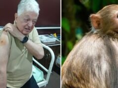 Monkey attacks 2 tourists, including 83-year-old Brazilian, at Taj Mahal