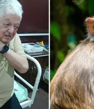 monkey-attacks-2-tourists--including-83-year-old-brazilian--at-taj-mahal-230324578-16x9_0.png