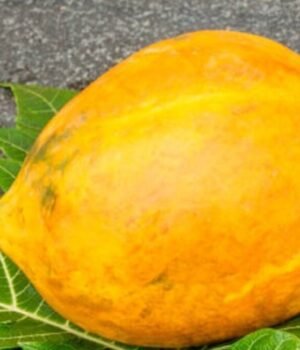 papaya_ripen_or_not__1790132307684_cy7o_1790132307833_uj3O_f4695b47-b46e-4b12-ac5e-2f0117253f6f_i4s4.jpg
