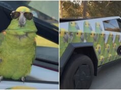 Parrot rides Cybertruck featuring pictures of its own face, and people are jealous