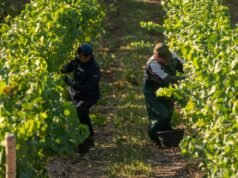 Migration obsession puts economy at risk, employers warn