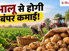 त्योहारों में आलू से करनी है बंपर कमाई तो अभी करें ये काम, मालामाल होने का मौका