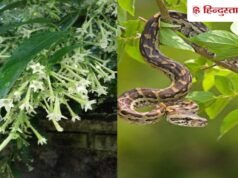क्य ा रात क ी रान ी क े पौध े पर सच मे ं सांप आत े हैं? घर मे ं लगान े स े पहल े जान ले ं सच!