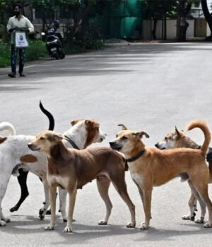 stray-dogs.jpg