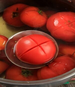 tomato_storage_1789639625334_60jA_1789639641983_6sdJ_aab8777b-4640-4350-a507-8efe78d963e5_OAmf.jpg