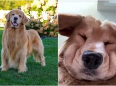 Internet’s favourite golden retriever Tucker Budzyn dies at 8, fans say goodbye