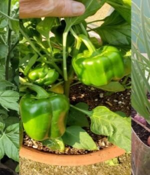 vegetables_growing_Tips_1788956442256_799e1b5e-009f-493b-9eba-b739a56dc512_1788956448754_85ee36fc-6a83-41f8-b221-7f36a29b291f_557930f2-9709-46a9-b73a-9f453ac5ebd8_25490e5e-2337-4a23-b075-9a3bf7f6b5e4.jpg