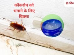 विक्स लगा देने से सच में भागते हैं कॉकरोच? क्या है ये वायरल हैक