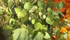 दसऱ्याला ‘सोनं’ म्हणून आपट्याची पानं का लुटतात? या झाडाचं महत्त्व काय?