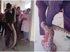 10-foot python slithers into girls’ hostel bathroom in Madhya Pradesh, rescued