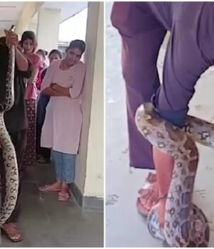 10-foot-python-slithers-into-girls-hostel-bathroom-in-madhya-pradesh-030021359-16x9_0.jpg