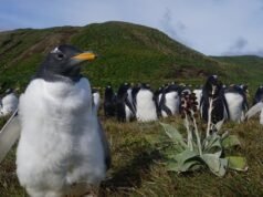‘Window is narrow’: Australian native animal populations plunge 70 per cent in WWF report