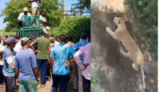 ગુજરાત : સિંહને પણ અન્ય પ્રાણીને જેમ હડકવા થાય ખરો?