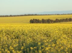 Bumper canola crop after tough start