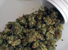 Cannabis psychosis hospital visits skyrocket by 49 per cent in Victoria