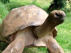 Old secrets: tortoise might hold clues to longer life