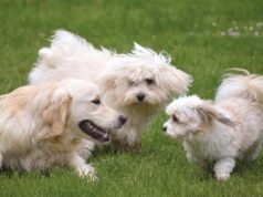 City forced to postpone ‘one of their most anticipated’ events after deadly dog virus detected in Perth