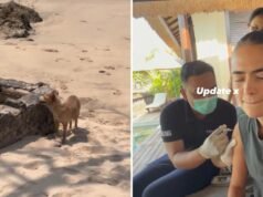 Romeo Beckham’s girlfriend Kim Turnbull has rabies scare after dog bite on Indonesia trip