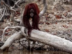 Indonesia’s orangutans in danger as wildfires continue