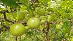 প্যাশন ফ্রুট বা আনারকলি ফল নিয়ে বাংলাদেশে কেন আগ্রহ বাড়ছে