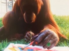 World’s oldest Sumatran orangutan Puteri, aged 56, farewelled after being humanely euthanised at Perth Zoo