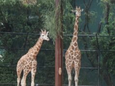 Tambi the giraffe arrives at Perth Zoo from Melbourne Zoo as part of breeding program