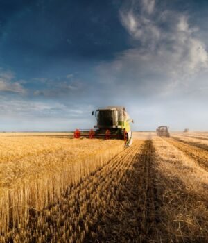 Agribusiness%20resized%20stock%20credit%20Dusan-Kostic.jpg