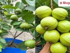 अमरूद के पौधे में भर-भर के आएंगे फल! गमले में डाल दें ये 1 घरेलू मिश्रण, एक्सपर्ट ने बताया