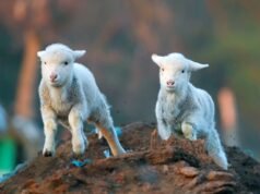Opinion: Pressures build on lamb prices