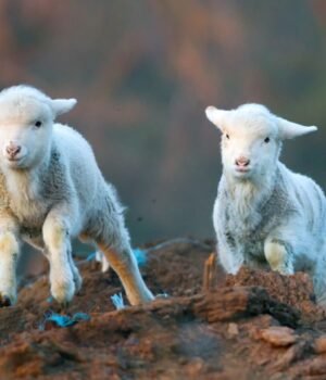 Lamb%20stock%20resized%20Tutye.jpg