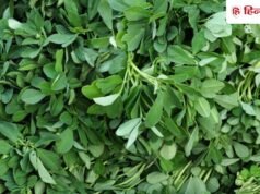 मेथी का आ गया सीजन! दुकानदार से जानें ताजी और हरी मेथी खरीदने के 3 आसान टिप्स