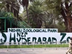 Zebras, kangaroos and lemurs: New entrants at Hyderabad Zoo