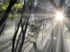‘Forests on the moon’: carbon credit reforms under fire