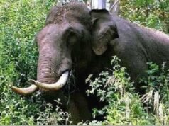 തൃശൂര് പാലപ്പിള്ളിയില് കാട്ടാന ആക്രമണം; ടാപ്പിംഗ് തൊഴിലാളിക്ക് ഗുരുതര പരുക്ക്