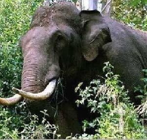 ari-komban-wild-elephant-idukki.jpg