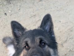 Gavin Yeomans: Baldivis man fined $10,000 for beating German Shepherd caught on CCTV