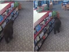 Bear wanders into California library for honey, just as Winnie-the-Pooh turns 100