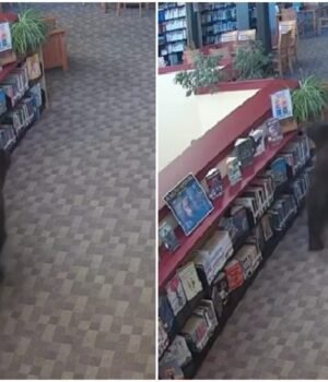 bear-wanders-into-california-library-for-honey-170530322-16x9_0.jpg