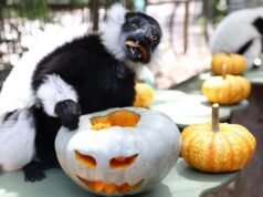 Perth Zoo’s black-and-white ruffed lemurs celebrate Halloween on World Lemur Day with pumpkin treats