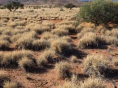 Hitchhiking weed spreads fear for sacred waterholes