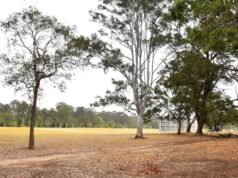 Runner, 37, left fighting for life after horror dog attack at Brisbane park